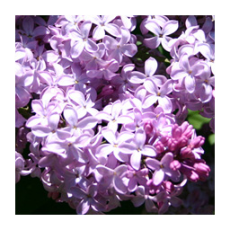 lilas