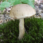 cueillette champignons 1