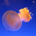 nausicaa